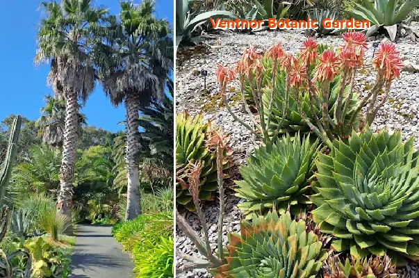 ventnor botanic garden